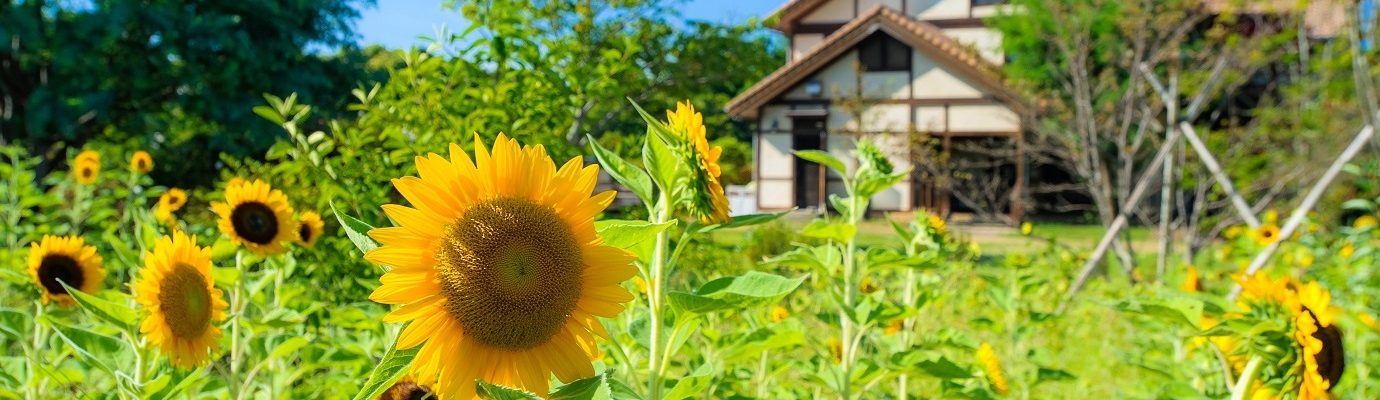 おすすめイベント【日出町】